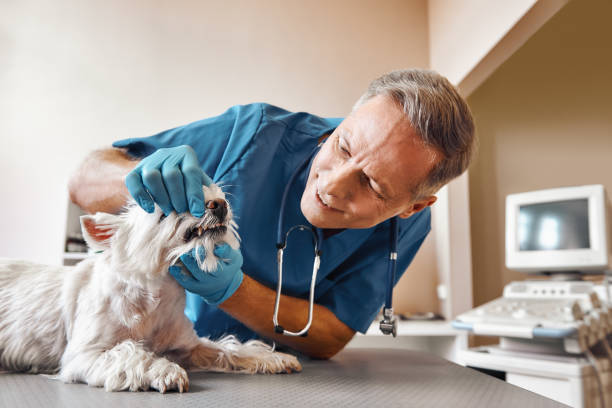 Best Emergency Dental Surgery in Highwood, IL
